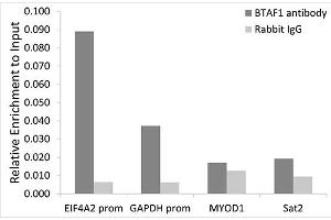 Chromatin immunoprecipitation analysis of extracts of HeLa cells, using BT antibody (ABIN6129999, ABIN6137676, ABIN6137677 and ABIN6221500) and rabbit IgG. (BTAF1 Antikörper  (AA 1600-1849))