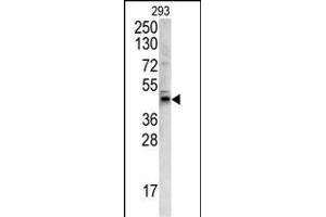 Western blot analysis of WNT4 antibody (C-term) (ABIN390635 and ABIN2840938) in 293 cell line lysates (35 μg/lane). (WNT4 Antikörper  (C-Term))