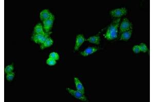 Immunofluorescent analysis of HepG2 cells using ABIN7149840 at dilution of 1:100 and Alexa Fluor 488-congugated AffiniPure Goat Anti-Rabbit IgG(H+L) (DIABLO Antikörper  (AA 168-236))