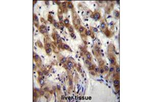 PHF20 Antibody immunohistochemistry analysis in formalin fixed and paraffin embedded human liver tissue followed by peroxidase conjugation of the secondary antibody and DAB staining. (PHF20 Antikörper  (N-Term))