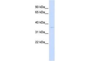 Image no. 1 for anti-PiggyBac Transposable Element Derived 2 (PGBD2) (AA 252-301) antibody (ABIN6743773) (PGBD2 Antikörper  (AA 252-301))