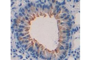 IHC-P analysis of Kidney tissue, with DAB staining. (SLURP1 Antikörper  (AA 1-110))