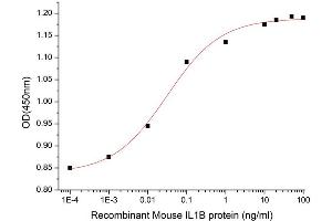 Activity Assay (AcA) image for Interleukin 1, beta (IL1B) (AA 118-269) (Active) protein (His tag) (ABIN7607305)