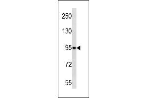 NELL1 Antibody (N-term) (ABIN1881575 and ABIN2843261) western blot analysis in HL-60 cell line lysates (35 μg/lane). (NELL1 Antikörper  (N-Term))