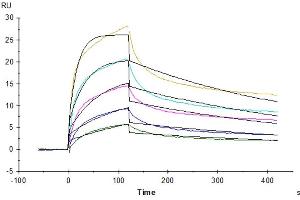 Surface Plasmon Resonance (SPR) image for Leukocyte Immunoglobulin-Like Receptor, Subfamily B (With TM and ITIM Domains), Member 1 (LILRB1) (AA 1-474) protein (Fc Tag) (ABIN7275163)
