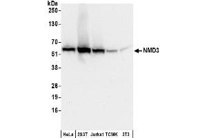 Western Blotting (WB) image for anti-60S Ribosomal Export Protein NMD3 (NMD3) (AA 453-503) antibody (ABIN7450496)
