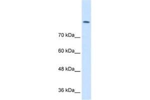 Western Blotting (WB) image for anti-Chloride Channel 3 (CLCN3) antibody (ABIN2461160) (CLCN3 Antikörper)