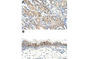 Immunohistochemical staining (Formalin-fixed paraffin-embedded sections) of human kidney (A) and human skin (B) with GEM polyclonal antibody  at 4-8 ug/mL working concentration. (GEM Antikörper  (C-Term))