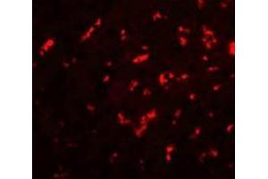Immunofluorescence of DRGX in rat liver cells with DRGX antibody at 20 ug/mL.