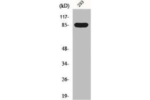 Western Blot analysis of 293 cells using GPR156 Polyclonal Antibody (GPR156 Antikörper  (Internal Region))