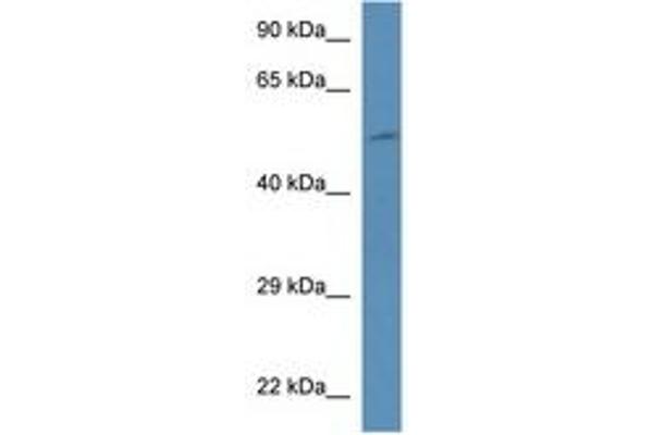 PI4K2B Antikörper  (AA 90-139)