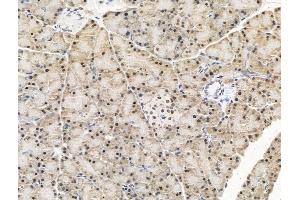 ABIN7094766 and ABIN7098817 at 1/100 staining Rat pancreatic tissue by IHC-P. (KLF2 Antikörper  (Internal Region))