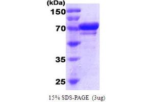 SDS-PAGE (SDS) image for Heat Shock 70kDa Protein 5 (Glucose-Regulated Protein, 78kDa) (HSPA5) (AA 20-650) protein (His tag) (ABIN667728)