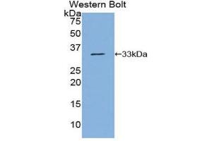 Western Blotting (WB) image for anti-Nucleoporin 88kDa (NUP88) (AA 159-422) antibody (ABIN1860087)