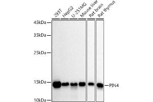 Western blot analysis of extracts of various cell lines, using PIN4 antibody (ABIN7269208) at 1:1000 dilution. (PIN4 Antikörper)