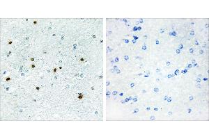 Peptide - +Immunohistochemistry analysis of paraffin-embedded human brain tissue, using DCLK3 antibody.