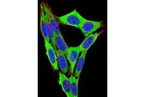 Immunofluorescence analysis of NIH/3T3 cells using RB1 mouse mAb (green). (Retinoblastoma 1 Antikörper  (AA 745-928))