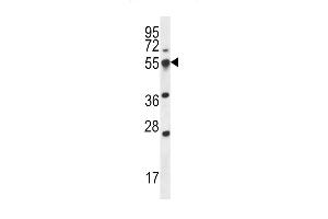 SP2 Antibody (Center) (ABIN656360 and ABIN2845657) western blot analysis in 293 cell line lysates (35 μg/lane).
