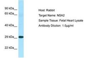 NSA2 Antikörper  (N-Term)