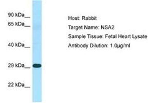 NSA2 Antikörper  (N-Term)
