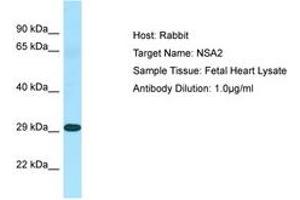 Image no. 1 for anti-NSA2 Ribosome Biogenesis Homolog (NSA2) (N-Term) antibody (ABIN6750061) (NSA2 Antikörper  (N-Term))