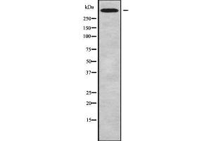 Western blot analysis of CHD6 using MCF7 whole cell lysates (CHD6 Antikörper  (C-Term))