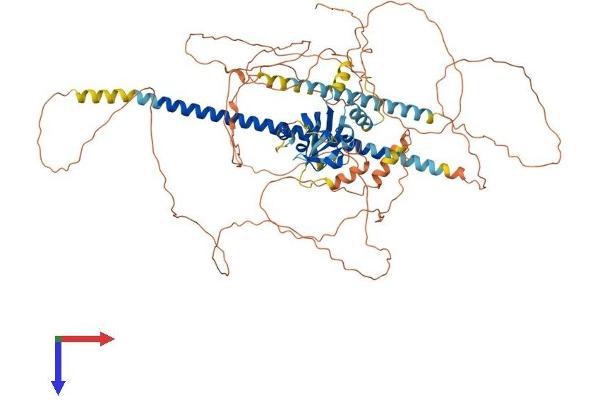 PASD1 Protein (AA 1-773) (His tag)