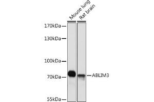 Western blot analysis of extracts of various cell lines, using  Rabbit pAb (ABIN7265381) at 1:1000 dilution. (ABLIM3 Antikörper  (AA 350-520))