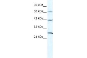 Western Blotting (WB) image for anti-Gap Junction Protein, gamma 1, 45kDa (GJC1) antibody (ABIN2461386) (GJC1 Antikörper)