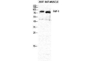 Western Blotting (WB) image for anti-Fibroblast Activation Protein, alpha (FAP) (Internal Region) antibody (ABIN3186906) (FAP Antikörper  (Internal Region))