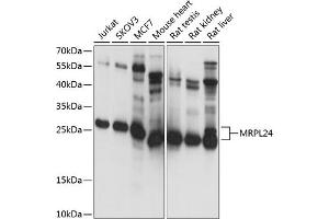Western blot analysis of extracts of various cell lines, using MRPL24 antibody (ABIN7268565) at 1:1000 dilution. (MRPL24 Antikörper  (AA 1-216))