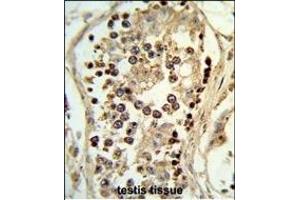 Formalin-fixed and paraffin-embedded human testis tissue reacted with ABHD12 Antibody (N-term), which was peroxidase-conjugated to the secondary antibody, followed by DAB staining. (ABHD12 Antikörper  (N-Term))