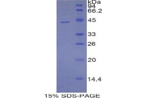 SDS-PAGE analysis of Mouse PIP Protein. (PIP Protein)