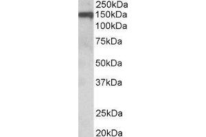 Western Blotting (WB) image for Oligodendrocyte Myelin Glycoprotein (OMG) peptide (ABIN369390) (Oligodendrocyte Myelin Glycoprotein (OMG) Peptid)