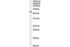 ABIN263154 (0. (AIRE Antikörper  (Internal Region))