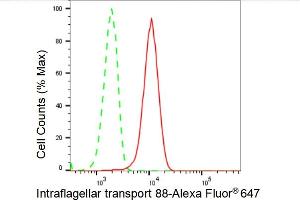 Flow cytometric analysis of Intraflagellar transport 88 expression in HeLa cells using Intraflagellar transport 88 antibody (ABIN7799119), 1:2,000). (Rekombinanter IFT88 Antikörper)