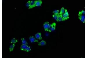 Immunofluorescence staining of HepG2 cells with ABIN7151394 at 1:200, counter-stained with DAPI.