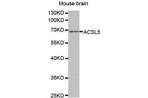 Western Blotting (WB) image for anti-Acyl-CoA Synthetase Long-Chain Family Member 5 (ACSL5) (AA 500-739) antibody (ABIN1678546) (ACSL5 Antikörper  (AA 500-739))