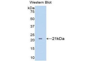 Western Blotting (WB) image for anti-Tumor Necrosis Factor alpha (TNF alpha) (AA 77-232) antibody (ABIN1860786) (TNF alpha Antikörper  (AA 77-232))