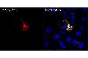 Immunofluorescence (IF) image for Chicken anti-Chicken IgY antibody (DyLight 550) (ABIN7273053) (Huhn anti-Huhn IgY Antikörper (DyLight 550))