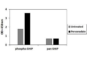 THP1 cells were treated with Pervanadate. (INPP5D ELISA Kit)