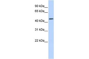 WB Suggested Anti-RNF133 Antibody Titration:  0. (RNF133 Antikörper  (N-Term))