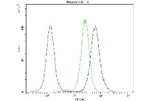 Flow Cytometry analysis of A549 cells using anti-Bcl-X antibody (ABIN4886480). (BCL2L1 Antikörper  (Middle Region))