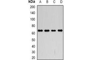 Western blot analysis of CD98 expression in SW480 (A), SKOV3 (B), mouse kidney (C), mouse lung (D) whole cell lysates. (SLC3A2 Antikörper)