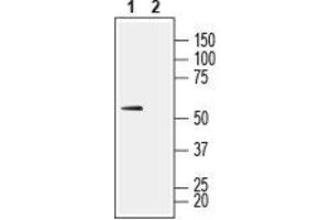Western blot analysis of rat skeletal muscle lysate:1.