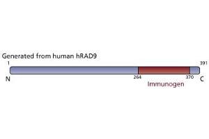 Image no. 3 for anti-RAD9 Homolog A (S. Pombe) (RAD9A) (AA 264-370) antibody (ABIN968473) (RAD9A Antikörper  (AA 264-370))