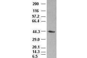 A1AT antibody (1C2) at 1:1000 dilution + lysates from HEK-293T transfected with human A1AT expression vector (SERPINA1 Antikörper  (AA 26-418))
