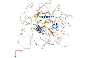 SORBS1 Protein (AA 1-1290) (His tag)