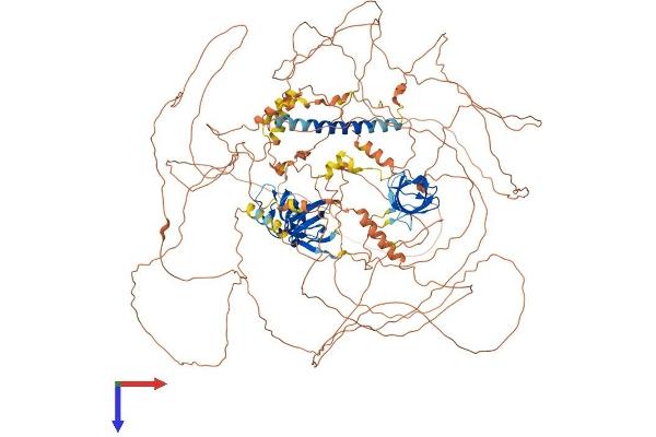 SORBS1 Protein (AA 1-1290) (His tag)