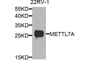 Western blot analysis of extract of various cells, using METTL7A antibody.